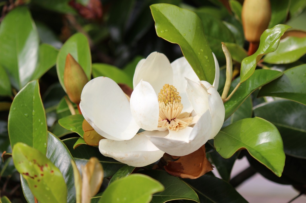 The Privileged Life: Magnolias